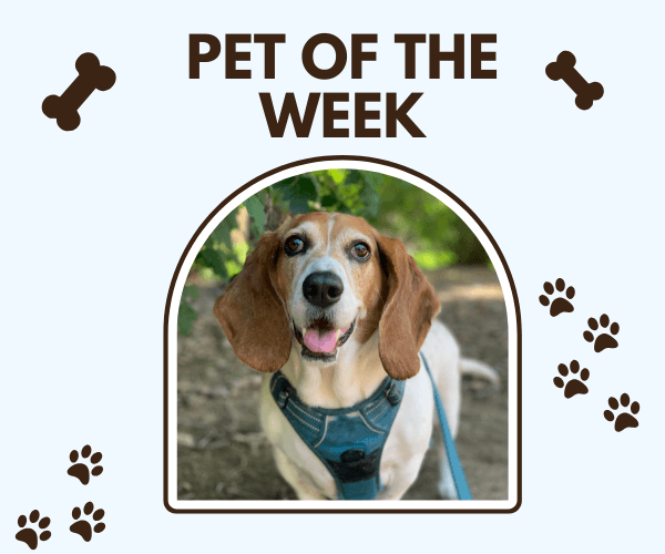 A happy beagle wearing a teal harness is featured as "Pet of the Week" in a graphic with paw prints and bone icons. The dog is outside, sitting on a dirt path with green leaves in the background.