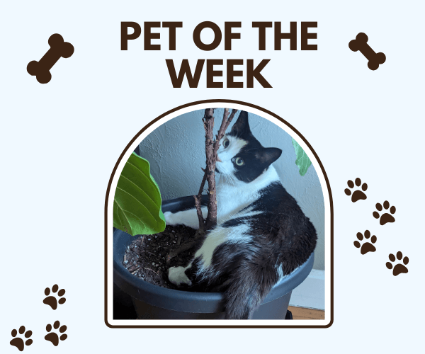 A black-and-white cat lounging in a plant pot and hugging the base of a small tree, featured under the heading “Pet of the Week” with cute paw prints and bone icons around the frame.