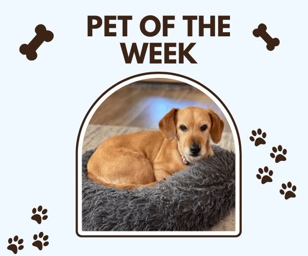 A small golden-brown dog with soulful eyes curled up in a fluffy gray pet bed, featured in a “Pet of the Week” graphic decorated with paw prints and bone icons.