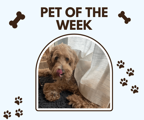 A fluffy brown dog lies on a black rug with its tongue out, peeking out from behind a curtain. The image is framed with the title "Pet of the Week" above it, surrounded by bone and paw print graphics.