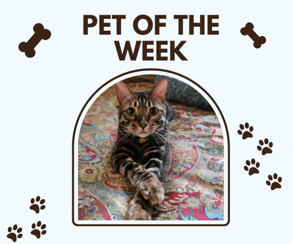 A graphic that says "Pet of the Week" featuring a Bengal cat lying on a colorful patterned rug with its front paws crossed, framed in a rounded arch. Paw prints and dog bones decorate the light blue background.