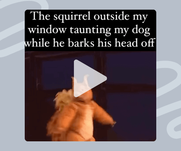 A humorous meme with text saying, “The squirrel outside my window taunting my dog while he barks his head off,” above an image of a person in a squirrel costume dancing confidently, with a play button overlayed.