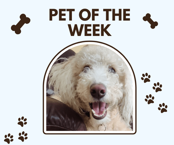 Smiling cream-colored poodle sitting on a couch, featured in a "Pet of the Week" graphic with dog bones and paw prints on a light blue background.