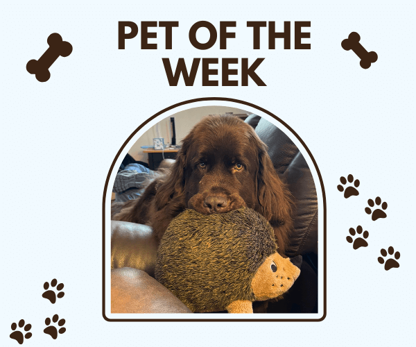 Fluffy brown dog lying on a couch, holding a large plush hedgehog toy in its mouth, under the heading “Pet of the Week” with bone and paw print graphics around the frame.