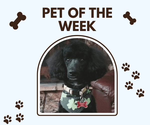 A black poodle wearing a green clover-patterned harness and a red name tag sits on a leather chair, framed under the title "Pet of the Week" with bone and paw print decorations around the image.
