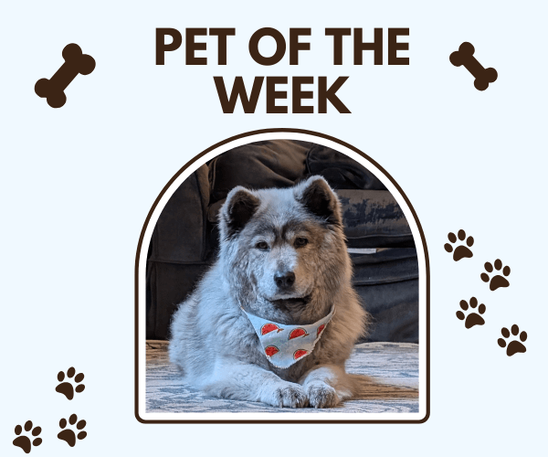 Fluffy gray dog wearing a taco-print bandana lies on a rug in front of a dark couch, framed by a graphic that reads “Pet of the Week” with paw prints and dog bone icons around it.