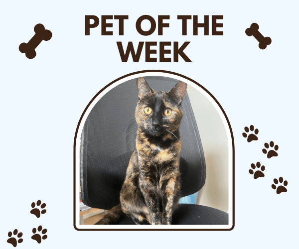 A tortoiseshell cat with striking golden eyes sits proudly on an office chair, framed under the bold title “Pet of the Week.” The image is decorated with paw prints and dog bone icons on a light blue background.