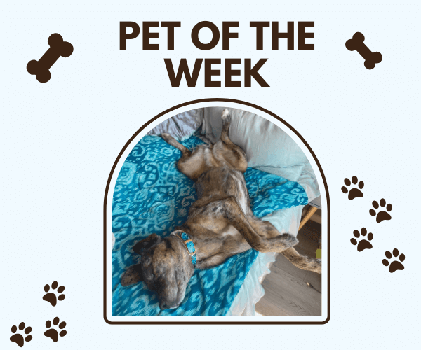 A brindle dog wearing a blue collar lies belly-up on a bright blue patterned blanket, completely relaxed. Above the photo is the title “Pet of the Week” surrounded by paw prints and bone icons.