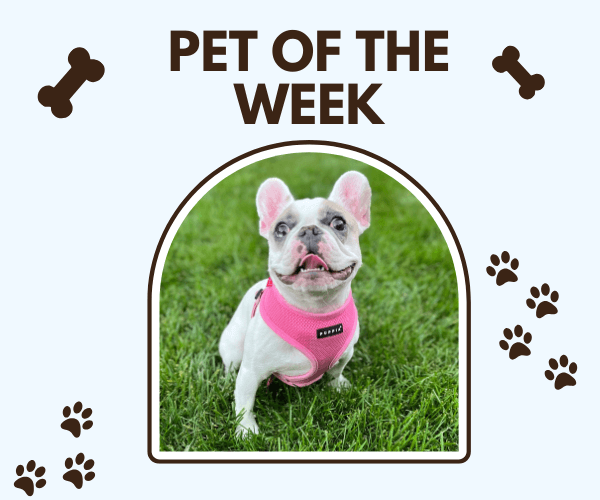 A happy French Bulldog wearing a pink harness sits on green grass under the title "Pet of the Week," surrounded by cute bone and paw print illustrations.