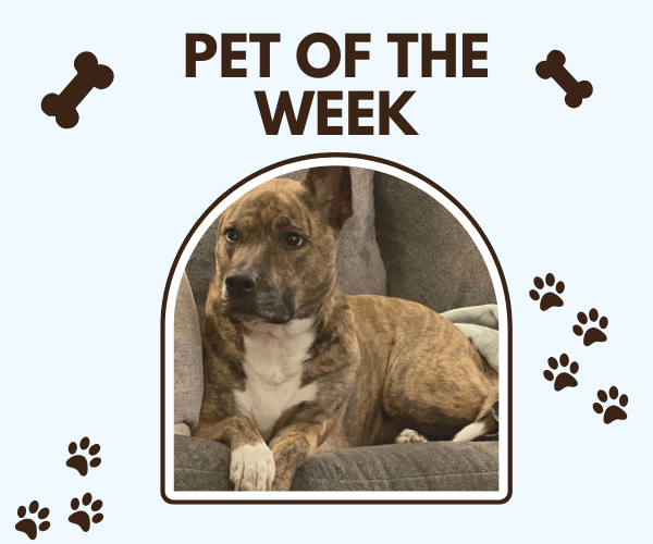 A brindle dog wearing a blue collar lies belly-up on a bright blue patterned blanket, completely relaxed. Above the photo is the title “Pet of the Week” surrounded by paw prints and bone icons.