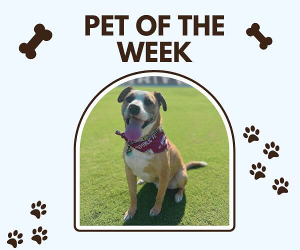 A happy brown and white dog wearing a maroon bandana sits on a grassy field under the sun, featured as “Pet of the Week” with bone and paw print graphics around the image.