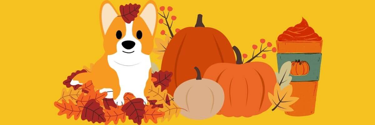 A cartoon corgi sitting in a pile of autumn leaves next to pumpkins and a pumpkin spice drink, all set against a bright yellow background.