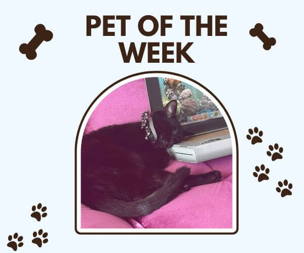 A black cat wearing a collar is curled up and napping beside a laptop on a pink couch. The image is framed with the title “Pet of the Week,” decorated with paw prints and dog bone icons.