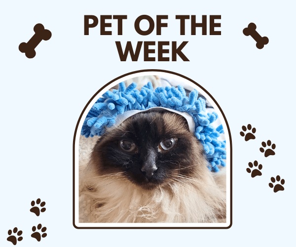  Close-up photo of a tabby cat with wide green eyes wearing a pink heart-shaped name tag, framed under the text "Pet of the Week" with small paw prints and dog bone icons surrounding the border.