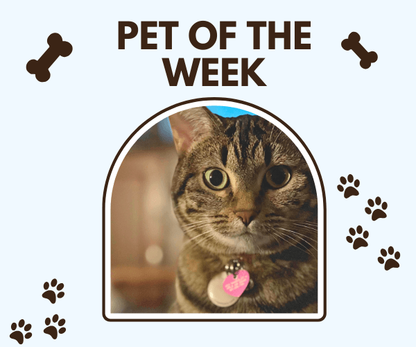 Close-up photo of a tabby cat with wide green eyes wearing a pink heart-shaped name tag, framed under the text "Pet of the Week" with small paw prints and dog bone icons surrounding the border.