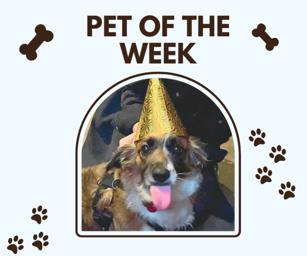 A fluffy brown and white dog wearing a shiny gold party hat sits with its tongue out and a happy expression. The image is framed with the text “Pet of the Week” above and surrounded by paw prints and bone icons.