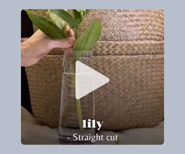 A hand places a lily stem into a tall glass vase filled with water. Text on the image reads “lily – Straight cut,” showing how to prepare the flower.