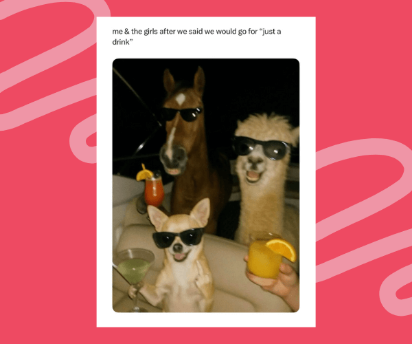 A funny meme showing a horse, a llama, and a chihuahua all wearing sunglasses and sitting in a car with cocktails. The caption reads, “me & the girls after we said we would go for ‘just a drink’.”
