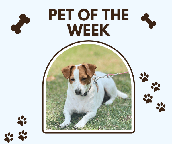 A small white-and-brown dog sits calmly on the grass, looking down with her ears perked forward and a leash attached to her collar. The image is framed inside a rounded arch with the words “PET OF THE WEEK” above it, surrounded by playful bone and paw-print graphics on a light blue background.