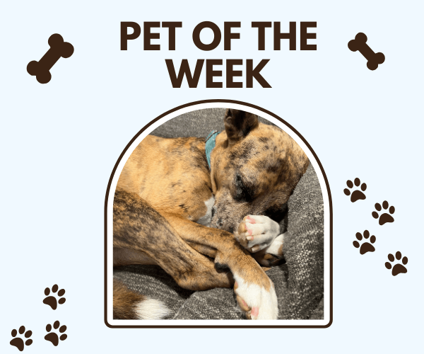 A brindle dog is curled up and fast asleep on a gray couch, tucking its nose into its paws under a “Pet of the Week” header decorated with little bones and paw prints.