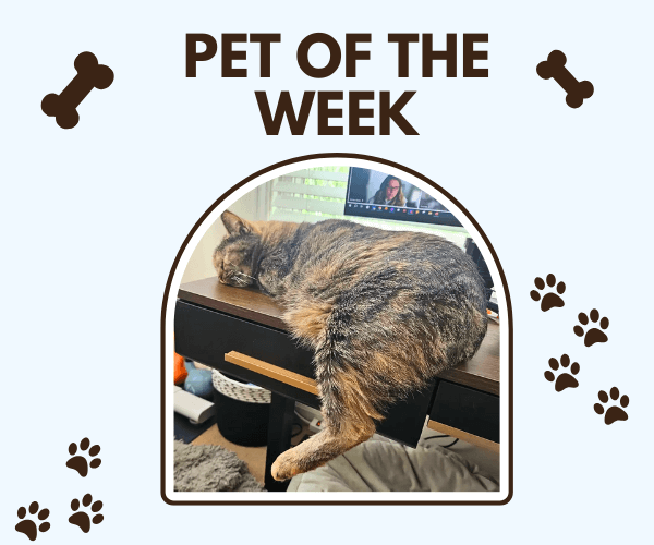 A tabby cat is sprawled across the edge of a dark wood desk, napping with one leg dangling off the side. Behind the cat is a computer monitor showing a video call, and the image is framed with a “Pet of the Week” banner and paw and bone icons.