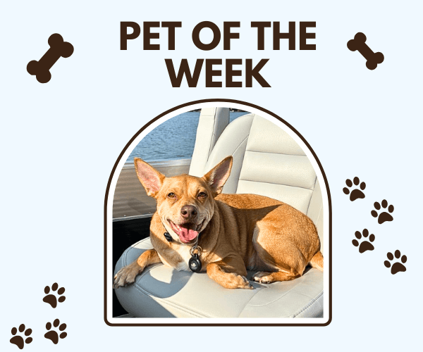 A happy brown dog lounges on a boat seat, soaking up the sun with a big smile. The image is framed with âPet of the Weekâ text, paw prints, and bone icons for a cute finishing touch.