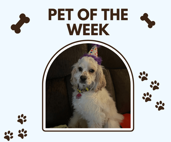 A fluffy white and tan dog sits proudly on the couch wearing a tiny birthday hat with a purple fringe. The image is framed with āPet of the Weekā at the top and little bone and paw-print graphics around it.