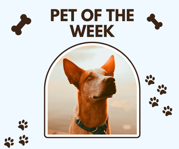 A tan dog with large, upright ears looks off to the side inside an arched photo frame, wearing a teal collar. The image sits on a light blue background with paw prints and bone icons, and bold text above reads “Pet of the Week.”