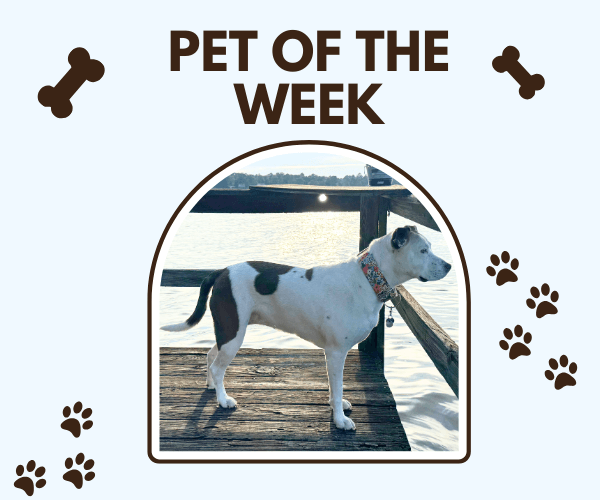 A cute dog stands proudly on a wooden dock by the water, framed with the title “Pet of the Week” and surrounded by little paw prints and bones. It’s a sweet spotlight moment for a very good pup.