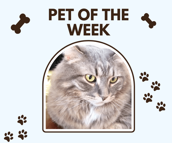A fluffy gray cat with soft stripes and bright green eyes looks off to the side, framed inside an arched window labeled “Pet of the Week.” The light blue background is decorated with small brown paw prints and bone icons.