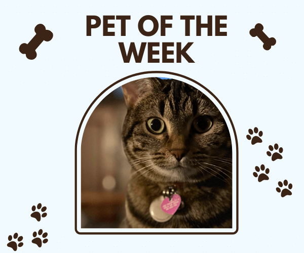 Close-up photo of a wide-eyed tabby cat looking straight at the camera, wearing a collar with a heart-shaped tag. Framed as “Pet of the Week” with paw prints and bones