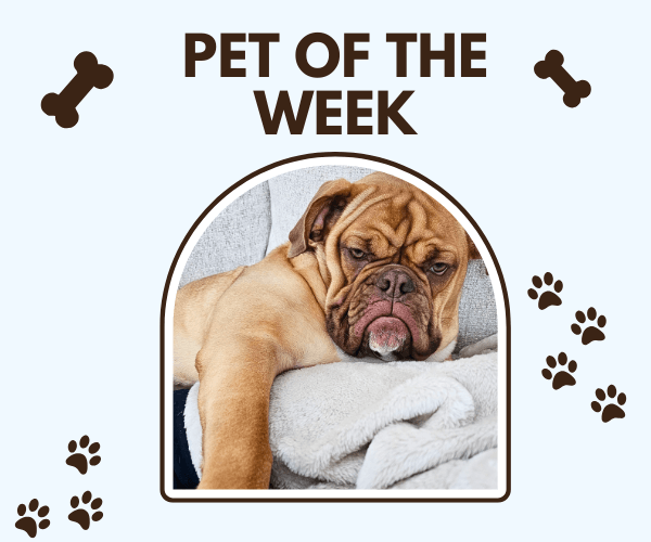 A man in a bathroom holds a phone to his ear with text that says, âWhen you're liPhoto of a wrinkly-faced bulldog lounging on a couch, resting their head on a cozy blanket with a very serious, sleepy expression. Framed as âPet of the Weekâ with paw prints and bones.stening to that one friend who likes to send voicenotes like it's a podcast,â capturing the all-too-relatable moment.