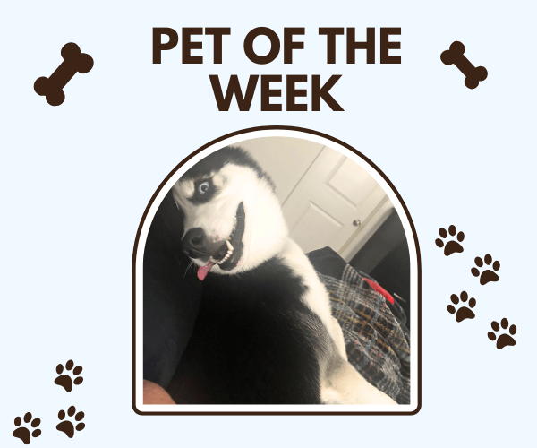 Photo of a black-and-white dog smiling with their tongue out, looking back over their shoulder like they just heard their name. Framed as âPet of the Weekâ with paw prints and bones.