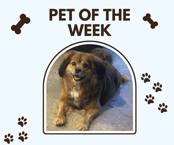 A small brown dog with fluffy ears and a happy expression lies on a gray floor inside a “Pet of the Week” frame decorated with paw prints and bone icons.