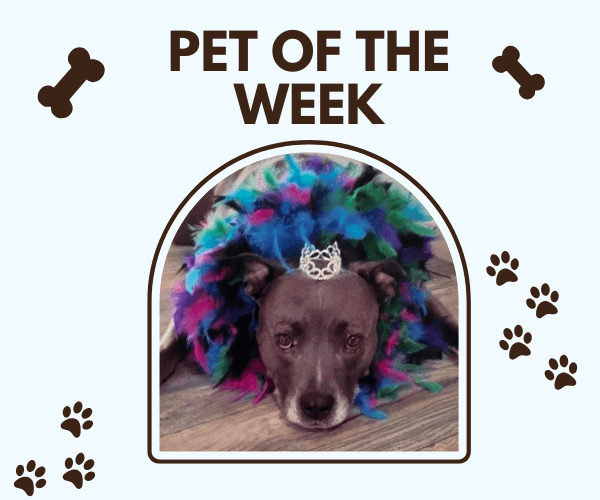 Pet of the Week graphic featuring a gray dog wearing a colorful feather boa and a tiny tiara, resting its head on the floor with a calm, sweet expression. 