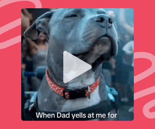 A close-up of a gray dog wearing a red patterned collar, sitting confidently with its eyes half closed in a busy indoor setting. White caption text at the bottom reads, “When Dad yells at me for,” suggesting a humorous or relatable meme-style video.