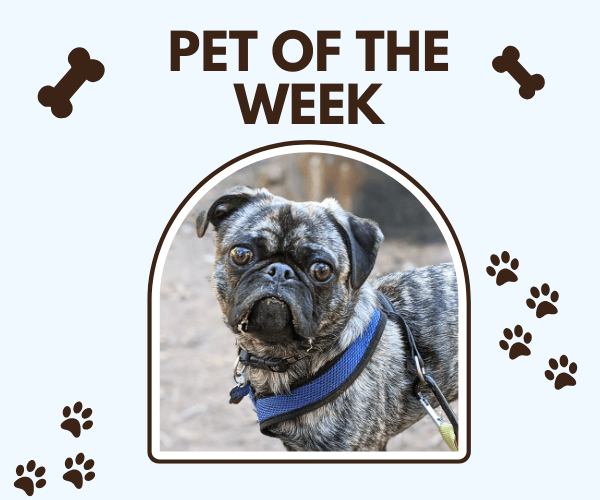 Small brindle pug wearing a blue harness looks up at the camera outdoors. The graphic reads “Pet of the Week” with bone and paw print icons around the framed photo.
