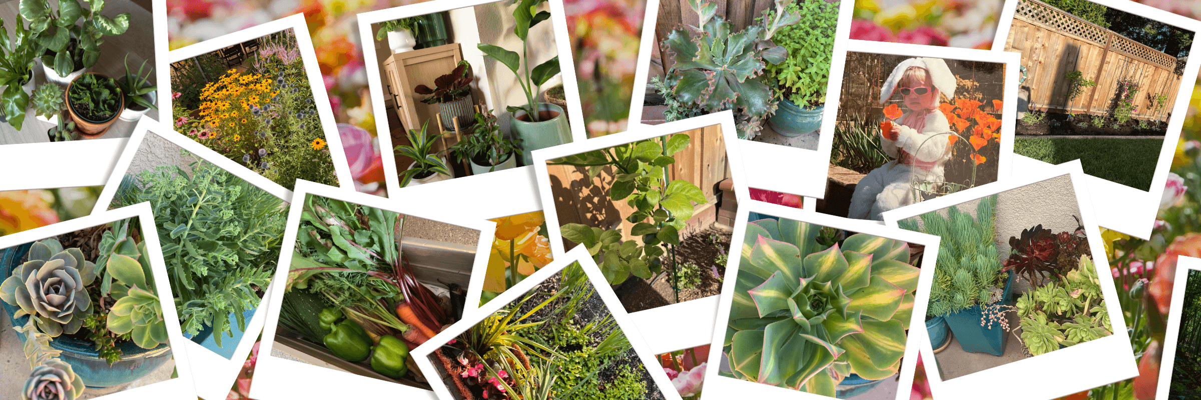Collage of polaroid-style photos showing houseplants, succulents, garden beds, vegetables, and flowers, plus a small child in sunglasses sitting among bright orange blooms.