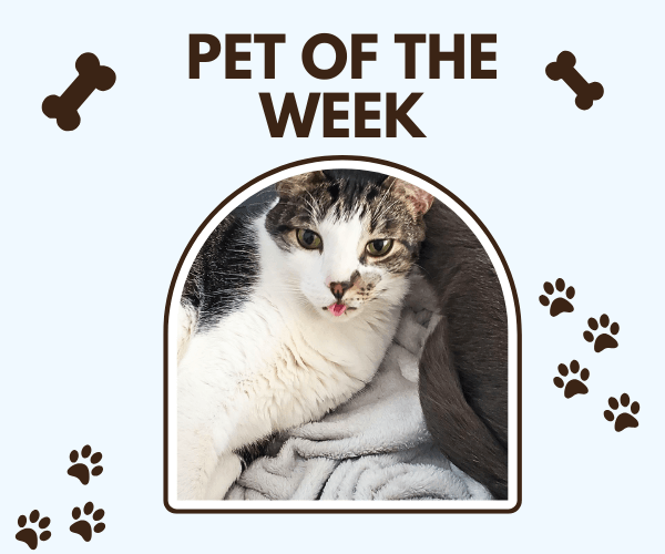 “Pet of the Week” graphic featuring a relaxed white-and-tabby cat lounging on a blanket with its tongue slightly out, surrounded by paw prints and bone icons.