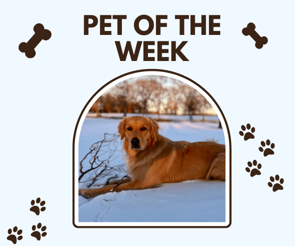 A “Pet of the Week” graphic featuring a golden retriever lying on snow outdoors. The design includes paw prints and bone icons on a soft gray background, giving a cozy and playful pet spotlight feel.