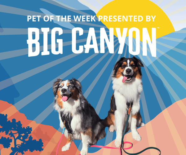 Two fluffy dogs sit side by side, both panting with their tongues out and wearing leashes, looking happy and alert. Behind them is a bold, colorful graphic with sunburst rays and the text “Pet of the Week presented by Big Canyon” across the top.