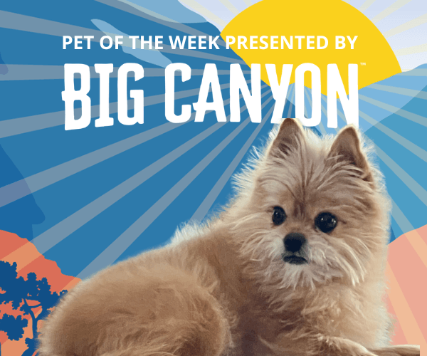 A fluffy tan dog is featured in a “Pet of the Week presented by Big Canyon” graphic with a bright sunburst background. The dog looks slightly off-camera with soft fur and alert ears.