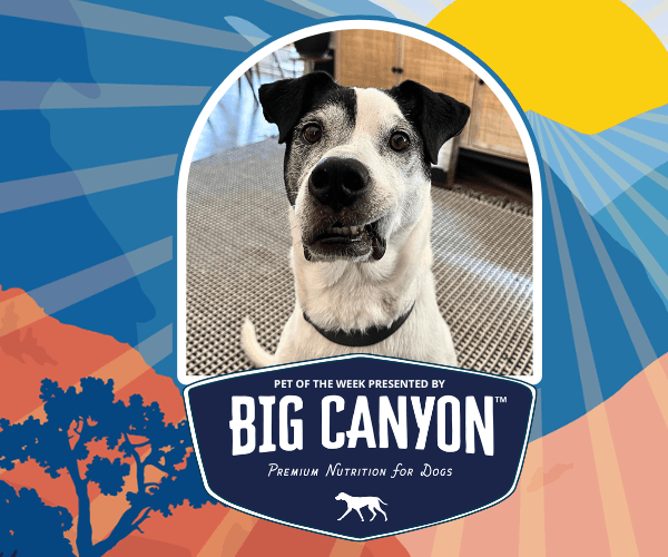 A “Pet of the Week” graphic shows a black and white dog inside a rounded frame with a scenic illustrated background. Text below reads “Big Canyon” with additional small text about premium nutrition for dogs.