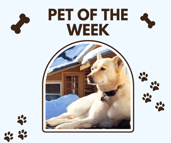 A “Pet of the Week” graphic shows a light-colored dog lying in the snow in front of a wooden cabin. The design includes paw prints and bone icons on a gray background around the framed photo.