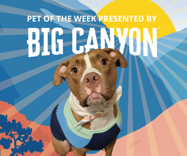 A brown dog wearing a blue sweater and bandana looks up at the camera against a colorful desert-style background. Text reads “Pet of the Week presented by Big Canyon.”