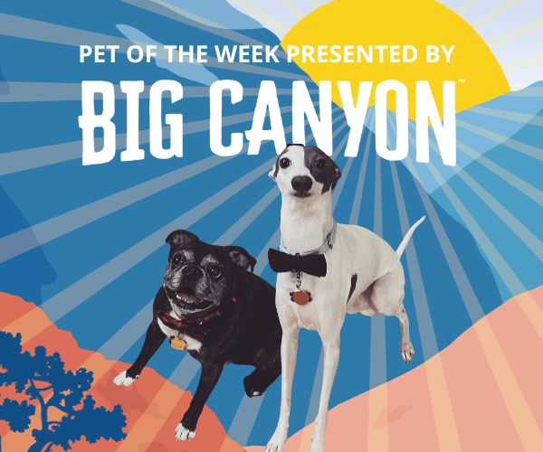 Graphic for “Pet of the Week Presented by Big Canyon” featuring two dogs posed in front of a colorful desert-style background with sunburst rays. One dog is black with a wide smile, while the other is white with black patches and wears a black bow tie.