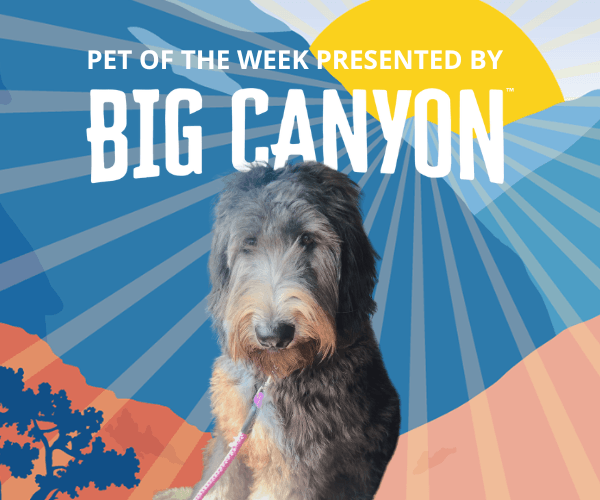 “Pet of the Week Presented by Big Canyon” graphic featuring a shaggy gray and black dog sitting in front of a blue sunburst background.