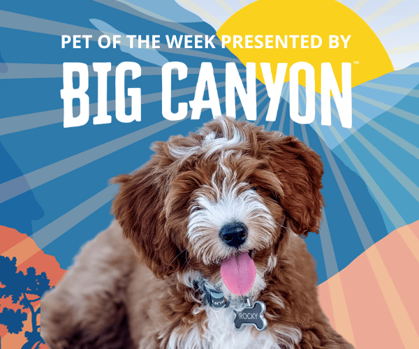 A “Pet of the Week” graphic presented by Big Canyon features a fluffy brown and white dog named Rocky sitting in front of a blue desert-themed background with a yellow sun.