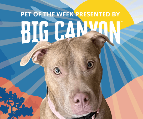 A close-up of a light brown dog with soft eyes sits centered against a colorful, illustrated desert backdrop. Text above reads “Pet of the Week presented by Big Canyon.”