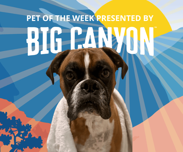 A brown-and-white boxer dog sits front and center against a colorful desert-inspired backdrop. The Pet of the Week graphic features sun rays and warm canyon colors behind the dog.